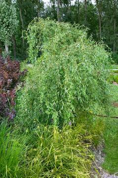 Salix babylonica var. pekinensis Tortuosa