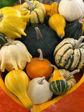 Cucurbita pepo, Fruchtschmuck im Herbst, Herbst, Mischung (Mix), Stimmungsbild
