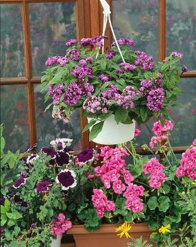 flower box, hanging flower basket, Heliotropium arborescens, Pelargonium (Genus), petunia (Genus), Turnsole (Genus)