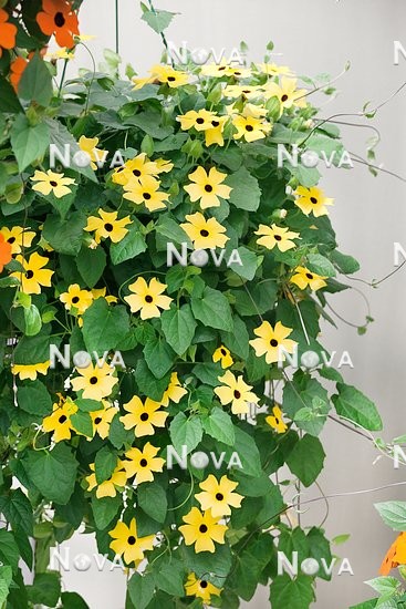 N1512156 Thunbergia Sunny ™ Lemon Star