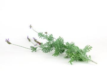 Duftpflanze, Gewürzpflanze, Lavandula multifida, Simply White Serie