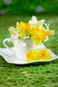 arrangement, atmosphere, daffodil (Genus), decoration, Floristry, impression, Lifestyle, Schnittblume, Trend und Stil