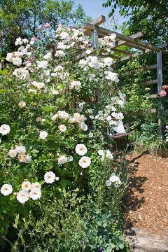 Garten, rambler, Rose garden, Shrub rose, Summer Impression, Summertime