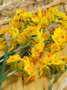 Bunch-Flowered Narcissus, Frühlingsstimmung, Stimmungsbild mit Narcissus, Tischdekoration