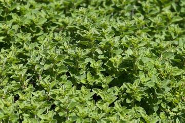 origanum (Genus), Origanum vulgare, Spice plant