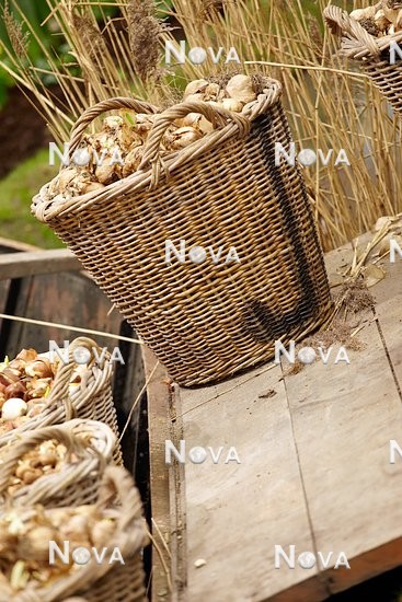 N1911866 Willow basket filled with dry bulbs