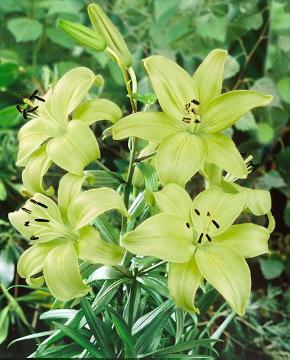 Lilium (Genus), Lilium Longiflorum-Asiaticum Hybriden