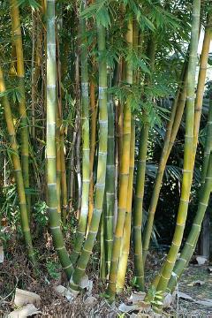 Bambusa (Genus), Stem