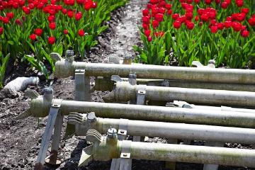 Bewässerung, Blumenzwiebel, Tulipa (Genus), Tulpenfeld