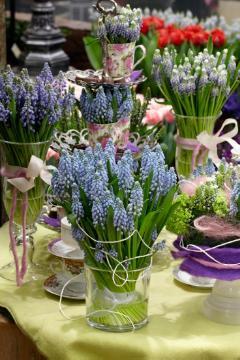 Frühlingsdekoration, Geschirr, glass vase, grape hyacinth (Genus), Muscari armeniacum, Tischdekoration, Tischkultur