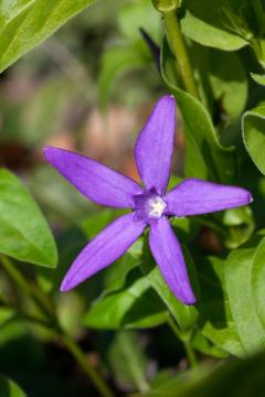 Bodenbedeckende Pflanze, Bodendecker, Greater Periwinkle, periwinkle (Genus), Shrubs and Palms, single flower