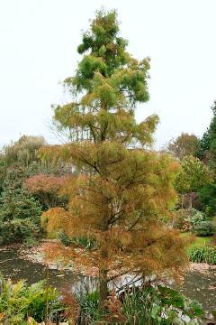 bald cypress (Genus), Conifer, fall foliage, Pond Cypress