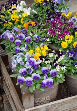 annuals, flowerpot, Mixture (Mix), Tontopf, violet (Genus)