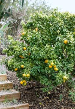 Citrus aurantium, Lime (Genus)