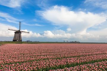 Frühling, Frühlingsblüher, Stimmungsbild, Tulipa Triumph, Tulpenfeld, Windmühle