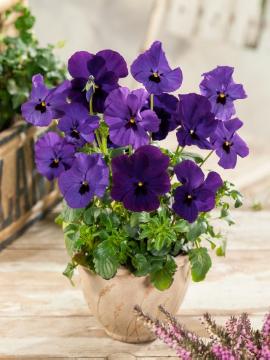 annuals, Pot, Viola x wittrockiana, violet (Genus)