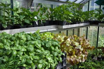 Anzucht, Anzuchtsgewächshaus, Anzuchtshaus, bush bean, Lactuca sativa, Ocimum basilicum, Plant Production, Seedling propagation, Seedlings