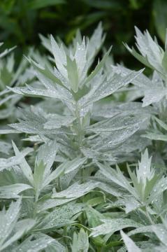 Artemisia (Genus), Artemisia ludoviciana, Blattschmuckpflanze, Perennials «perennials»