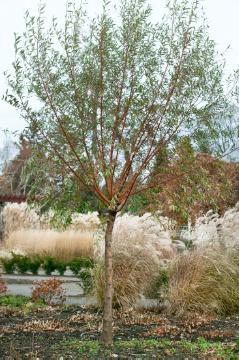 Autumn, white willow