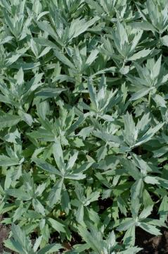 Artemisia ludoviciana, Blattschmuckpflanze