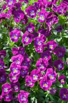 annuals, Viola x wittrockiana, violet (Genus)