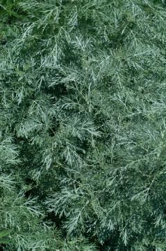 Artemisia (Genus), Blattschmuckpflanze, Perennials «perennials», Roman Wormwood