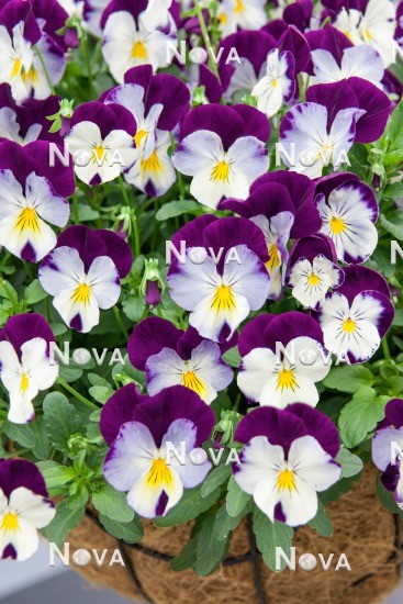 N1516589 Viola Cool Wave™ Violet Wing