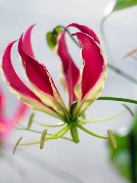 Blumenzwiebel, Gloriosa (Genus)