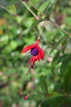 fuchsia (Genus), Perennials «perennials», shade plants, single flower