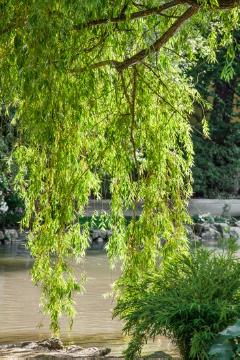 pond, Salix (Genus), Salix x sepulcralis Chrysocoma, Shrubs and Palms, Wasser
