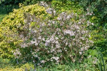 flowering shrub, Weigela florida