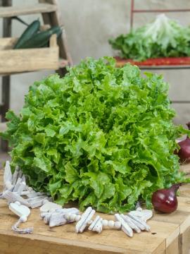 Blattgemüse, Gesunde Ernährung, Kochen mit Gemüse, Lactuca sativa var. crispa, Lactuca sativa, lettuce (Genus)