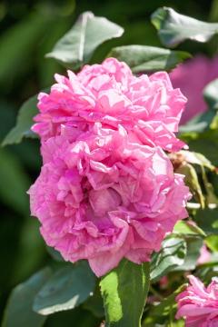 Rosa (Genus), Strauchrose