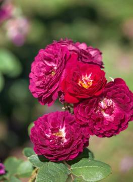 Rosa x borboniana, Strauchrose