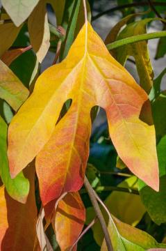 Herbstfärbung, Laubgehölz, Sassafras (Genus), Sassafras albidum