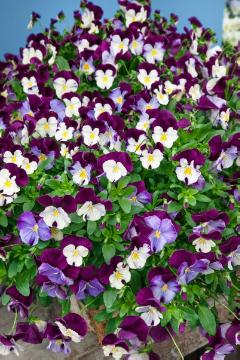 annuals, Viola Cool Wave™ Serie, Viola x wittrockiana, violet (Genus)