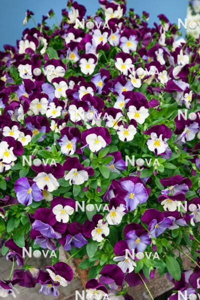 N1518260 Viola Cool Wave™ Violet Wing