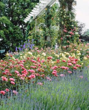 larkspur (Genus), lavender (Genus), Mixture (Mix), Pergola, Rosa (Genus), Rose garden