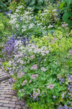 Astrantia major, Bellflower, lady's mantle, masterwort (Genus), Mixture (Mix), Perennial garden, perennials bed, Perennials mix
