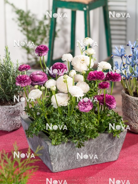 N1918182 Plant container with Ranunculus