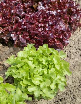 Blattgemüse, Lactuca sativa var. crispa, Lactuca sativa, lettuce (Genus), Mixture (Mix), Vegetable