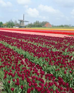 Tulipa (Genus), Tulpenfeld, Windmühle
