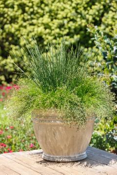 Carex (Genus), Isolepis cernua, Mixture (Mix), Ornamental Grasses, Plant container «Accessories in the Garden»