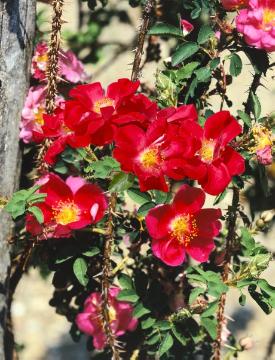 Rosa spinosissima, Strauchrose