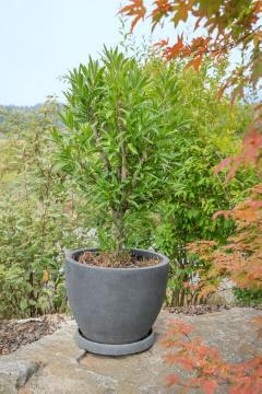 Kübelpflanze, Nerium (Genus), Pot, Rosebay, Shrubs and Palms, Übertopf