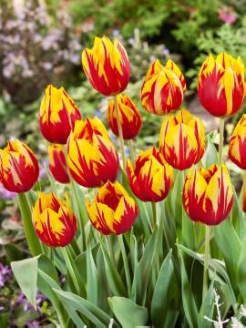 Blumenzwiebel, Bulb and corm, Frühlingsblüher, Springtime, Tulipa (Genus), Tulipa Rembrandt, Tulipa Single Early