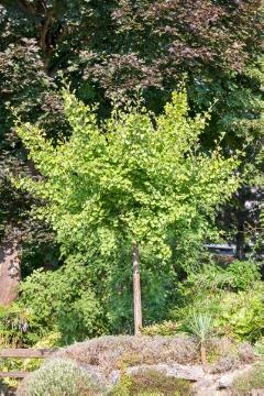 Conifer, Ginkgo (Genus), long stemmed, Maidenhair Tree