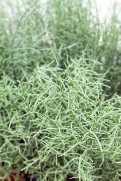 Blattschmuckpflanze, Salicornia europaea