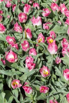 Blumenzwiebel, Frühlingsblüher, tulip bed, Tulipa (Genus), Tulipa Single Early