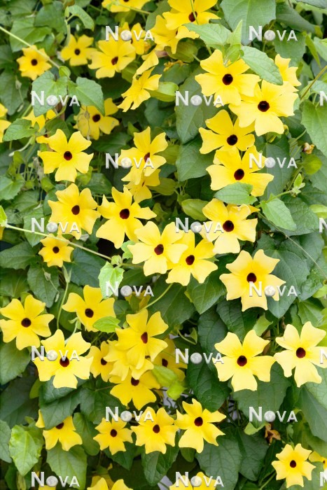 N1519908 Thunbergia Sunny ™ Lemon Star
